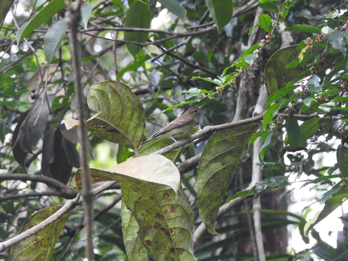 黃眉黃鶲 - ML645775280