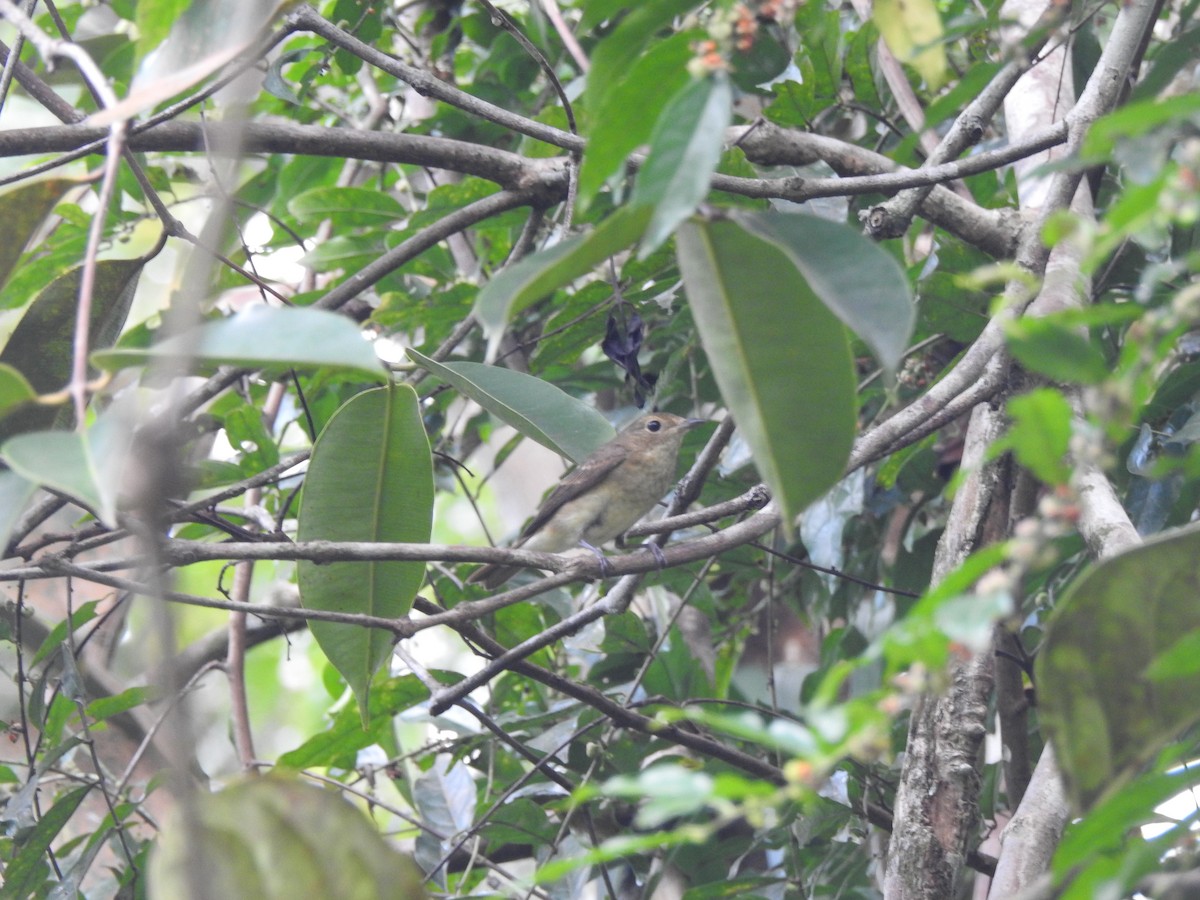 黃眉黃鶲 - ML645775296