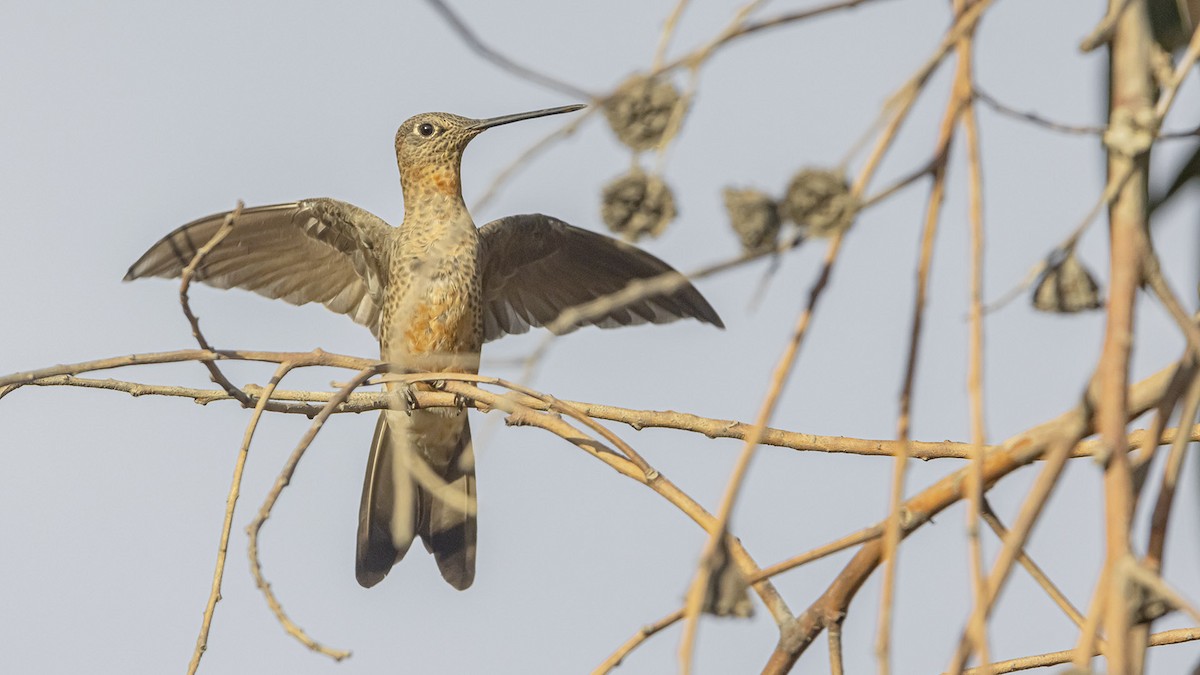 Giant Hummingbird - ML645775299