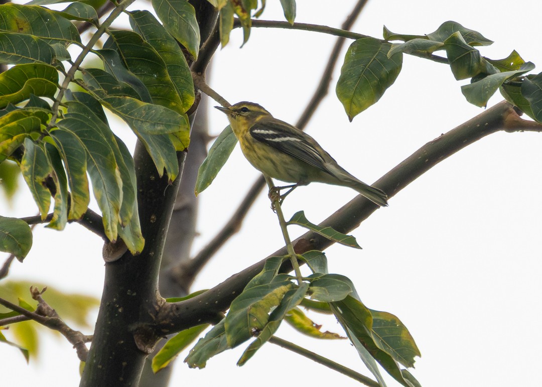 Blackburnian Warbler - ML645775300