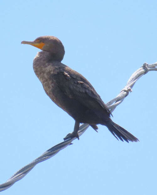 Double-crested Cormorant - ML645775306