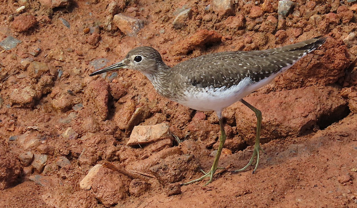 Einsiedelwasserläufer - ML645775310