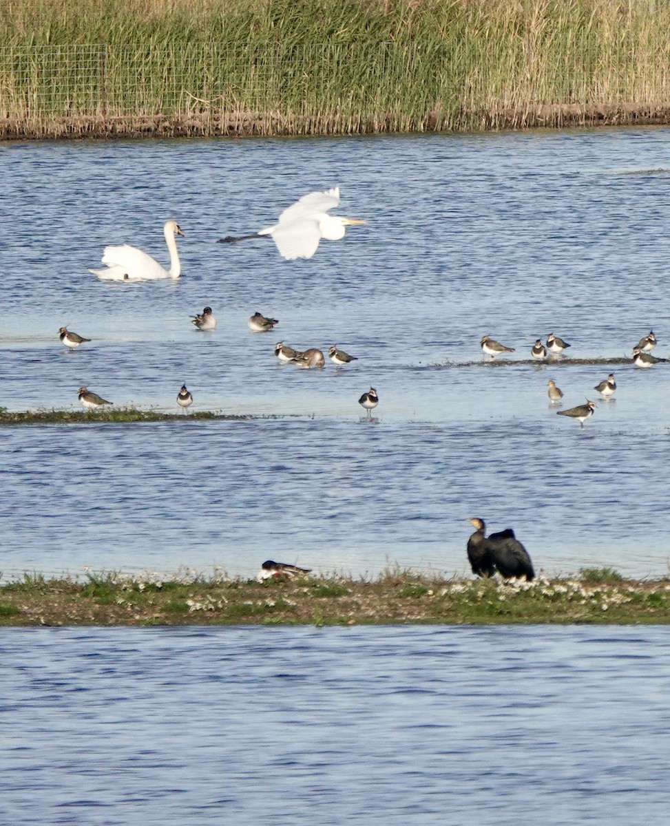 Höckerschwan - ML645775312