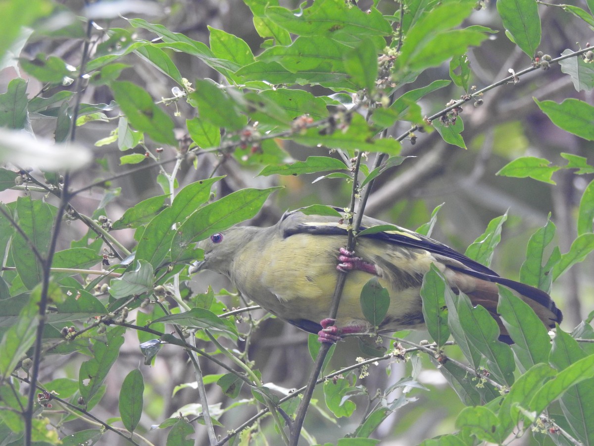 Frühlingsgrüntaube - ML645775313