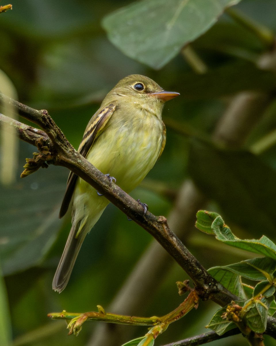 Buchenschnäppertyrann - ML645775314