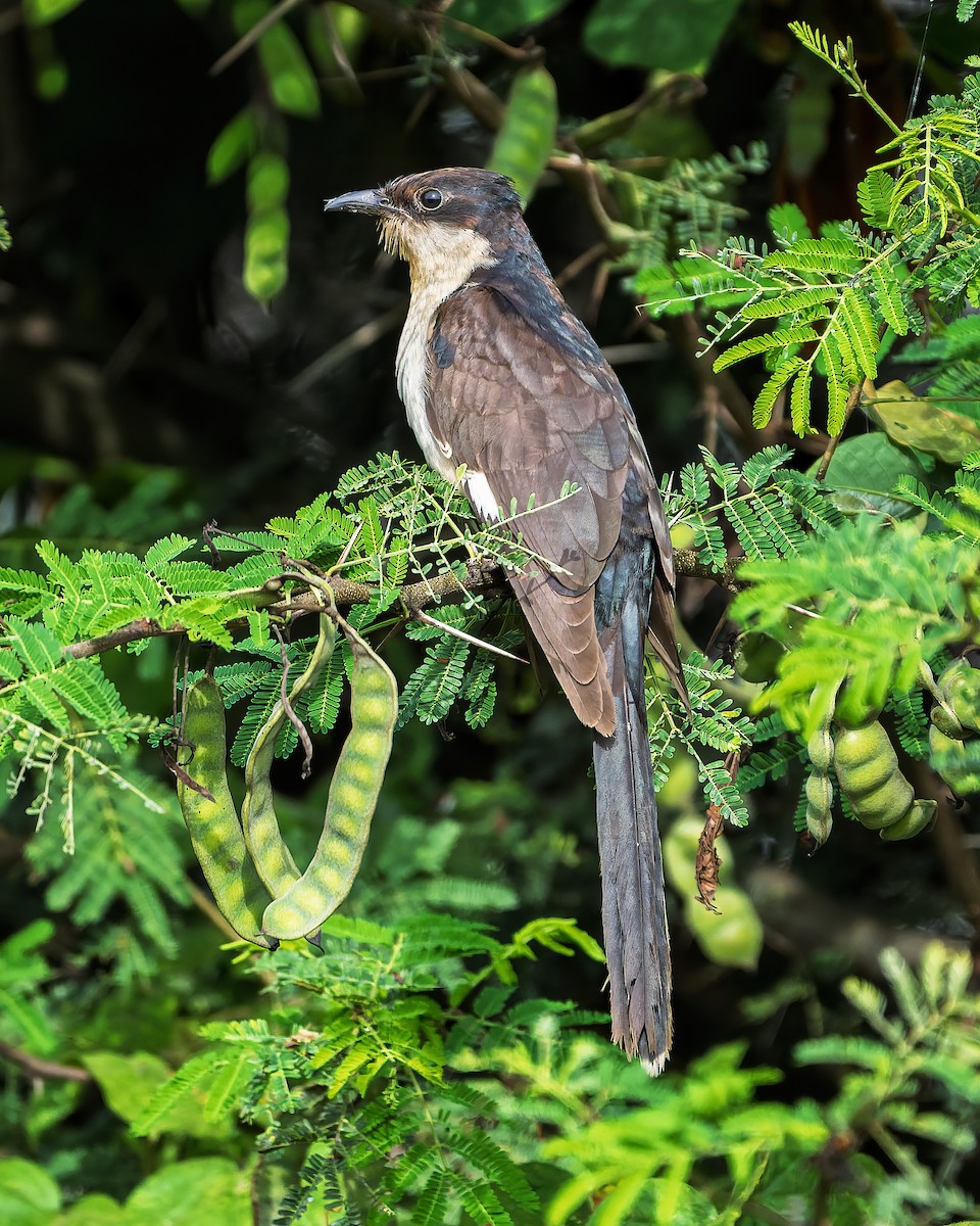 Jakobinerkuckuck - ML645775315