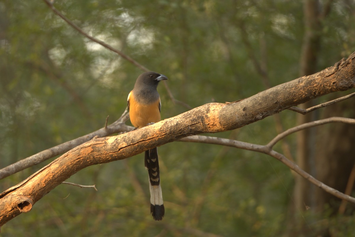 Wanderbaumelster - ML645775316