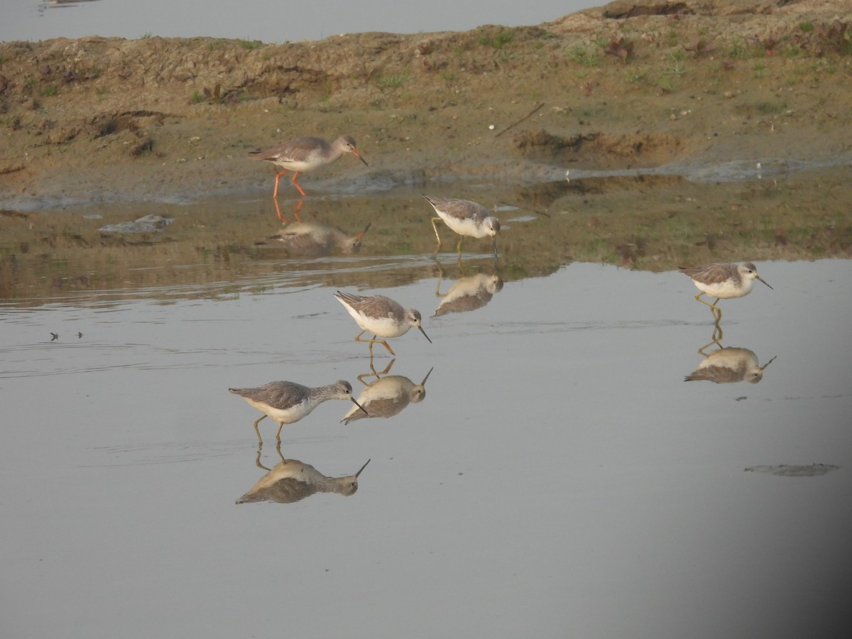 Teichwasserläufer - ML645775317