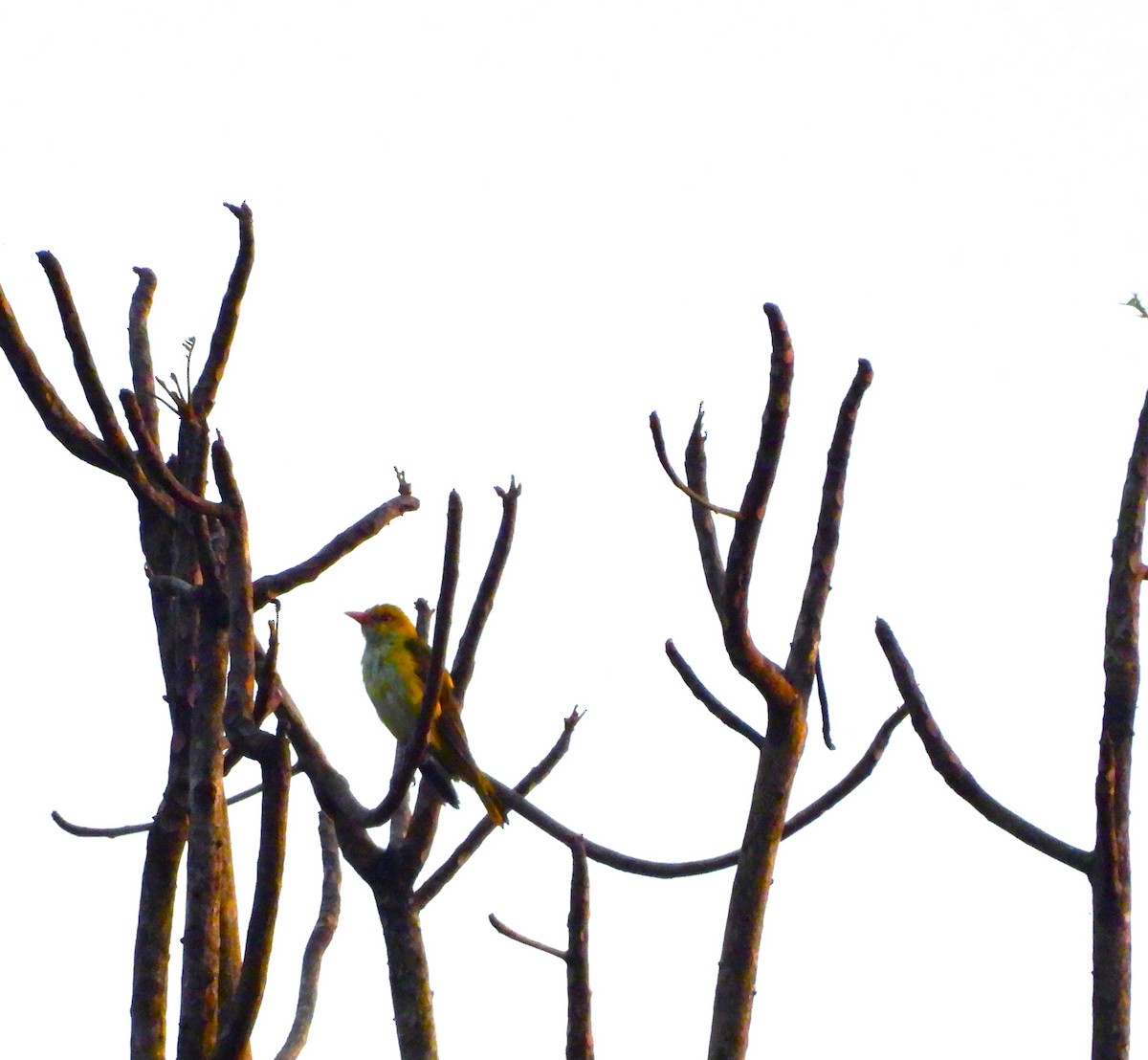 Indienpirol - ML645775318