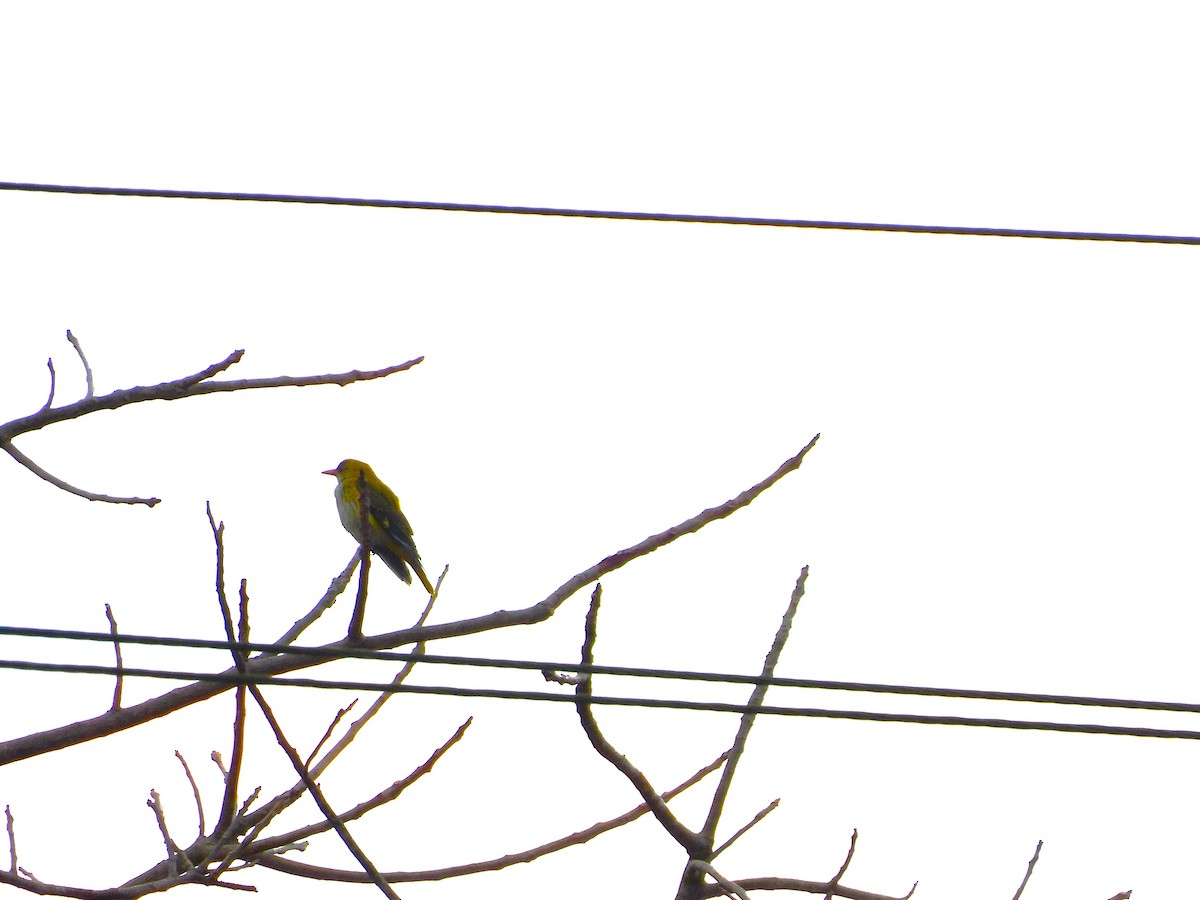 Indienpirol - ML645775319