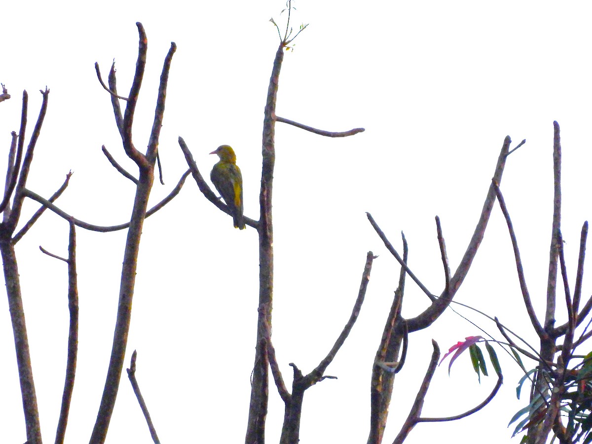 Indienpirol - ML645775320