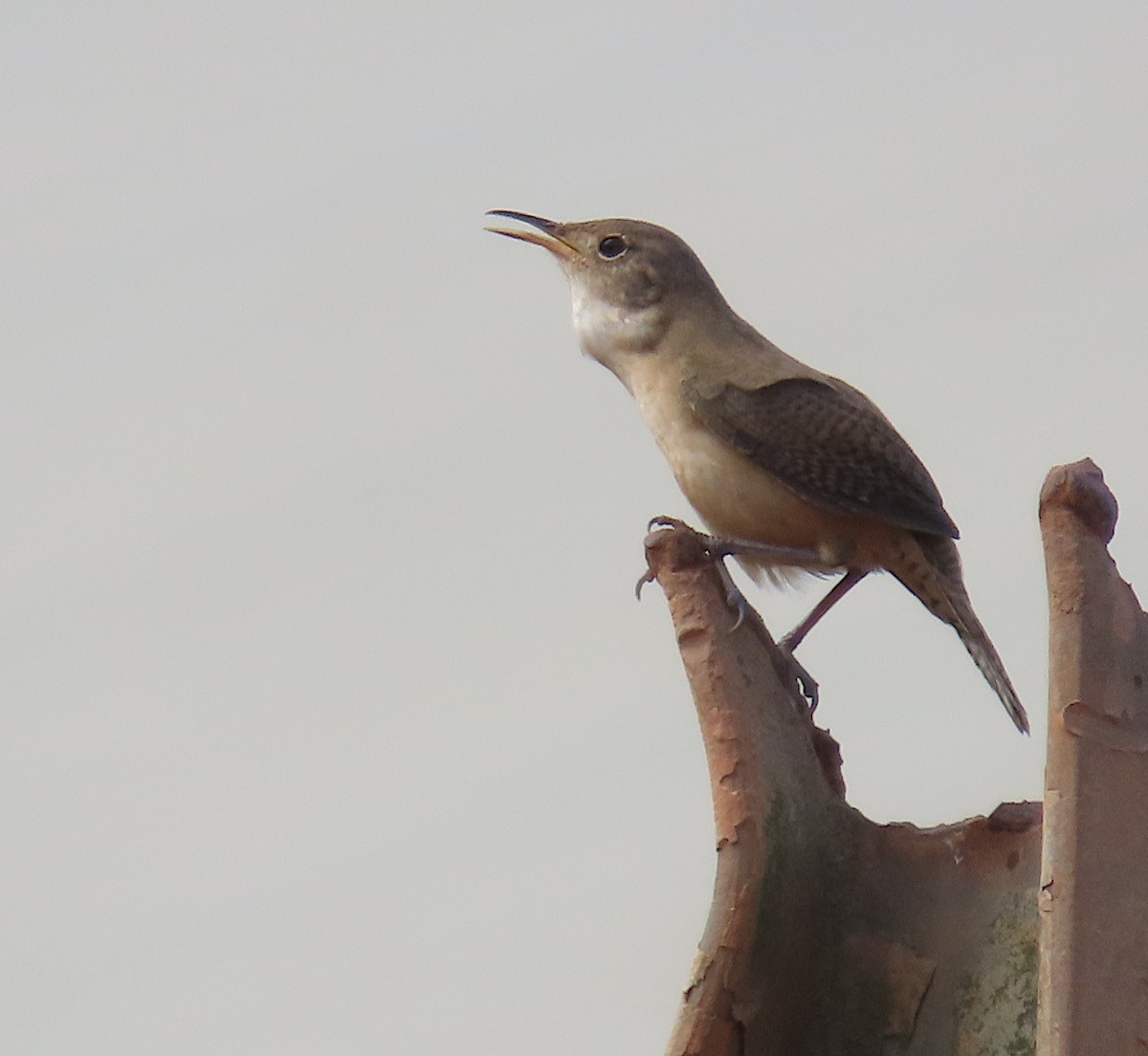 Southern House Wren - ML645775321