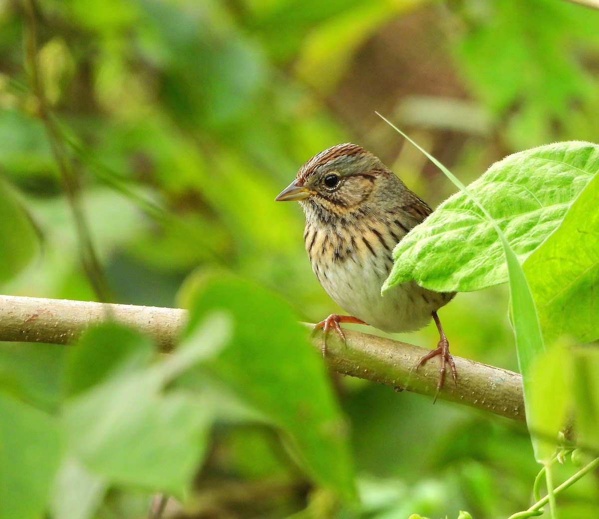 Lincoln's Sparrow - ML645775322