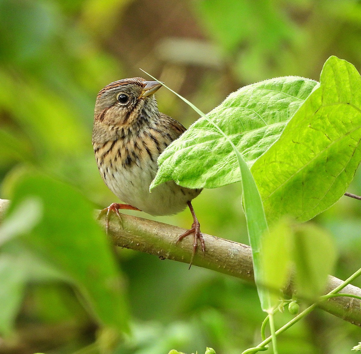 Lincoln's Sparrow - ML645775323
