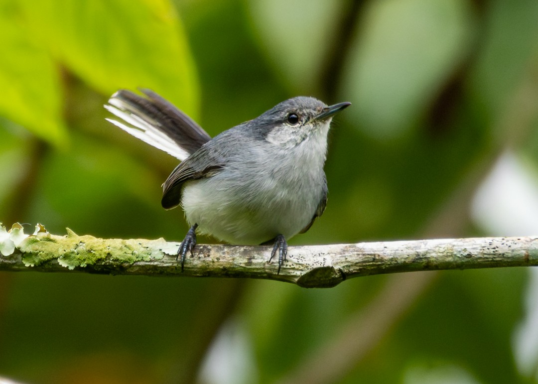 Amazonasmückenfänger - ML645775324