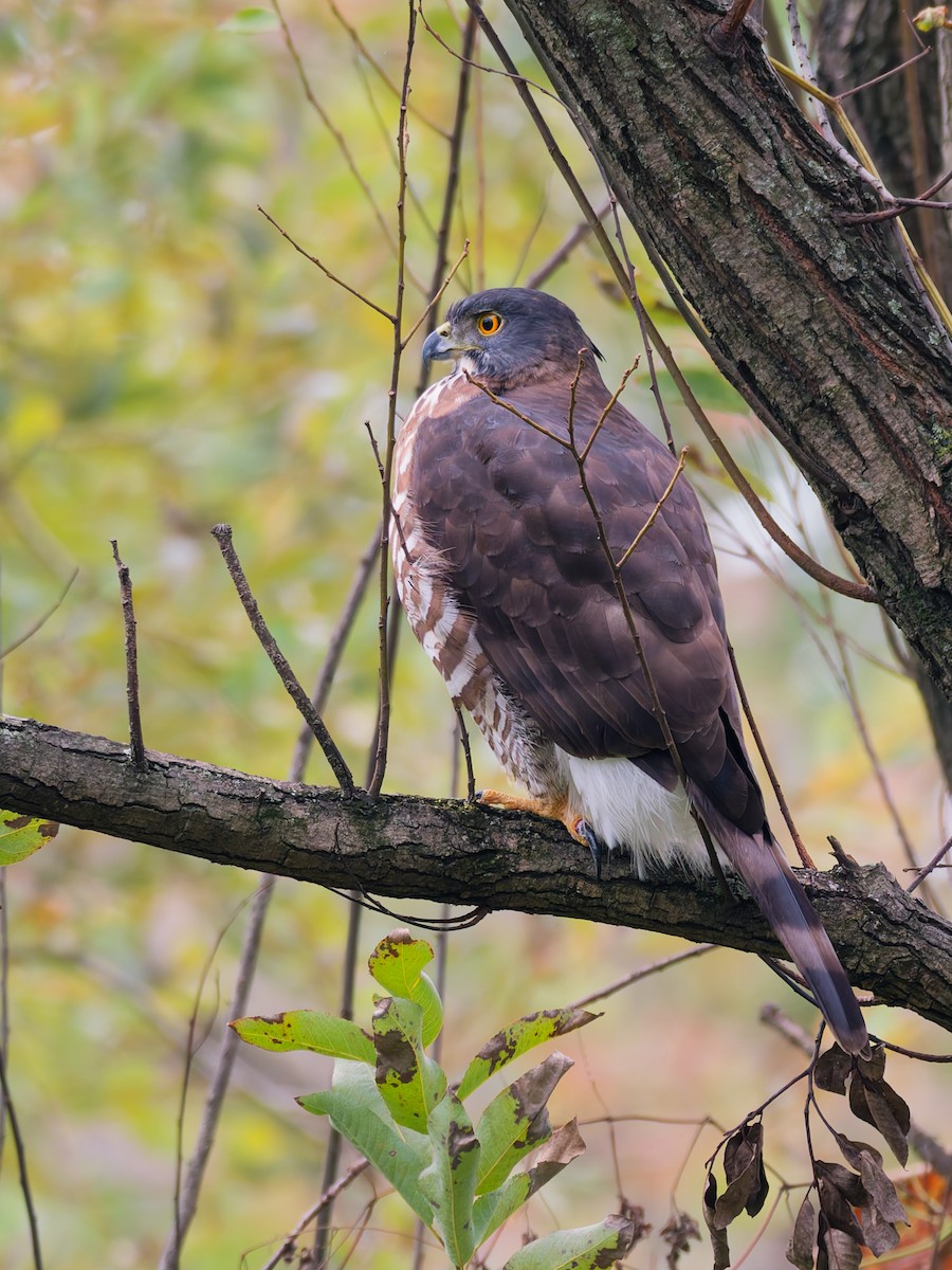 Schopfhabicht - ML645775325