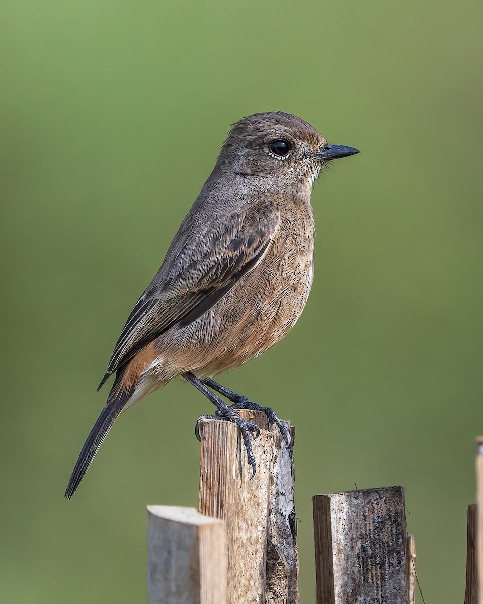 Elsterschmätzer - ML645775326