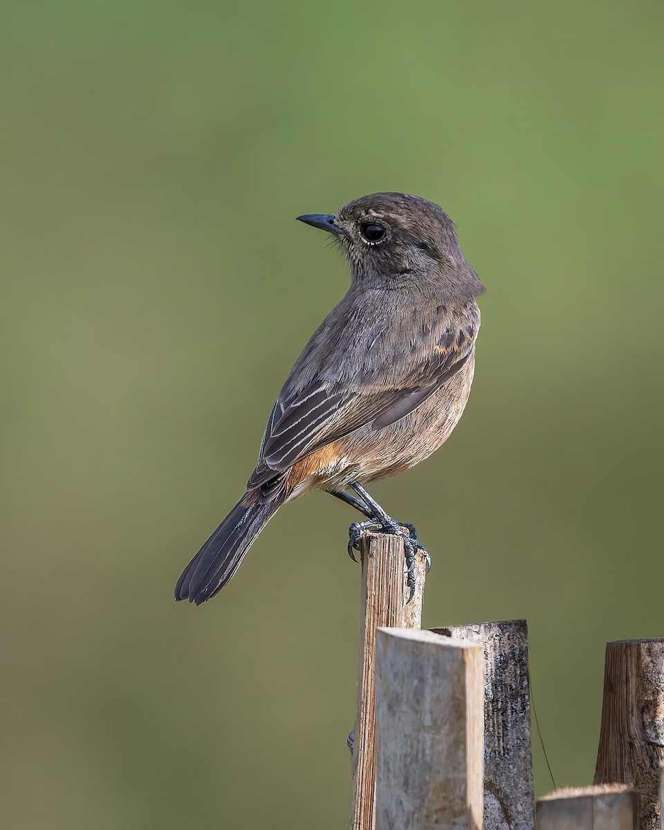 Elsterschmätzer - ML645775327