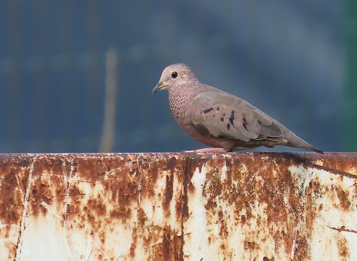 Sperlingstäubchen - ML645775331