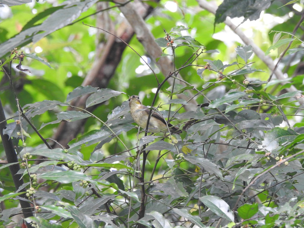 Narzissenschnäpper - ML645775332