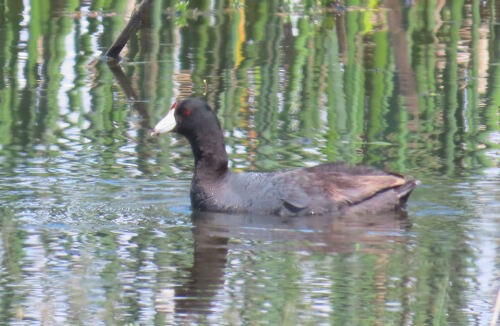 Indianerblässhuhn - ML645775333