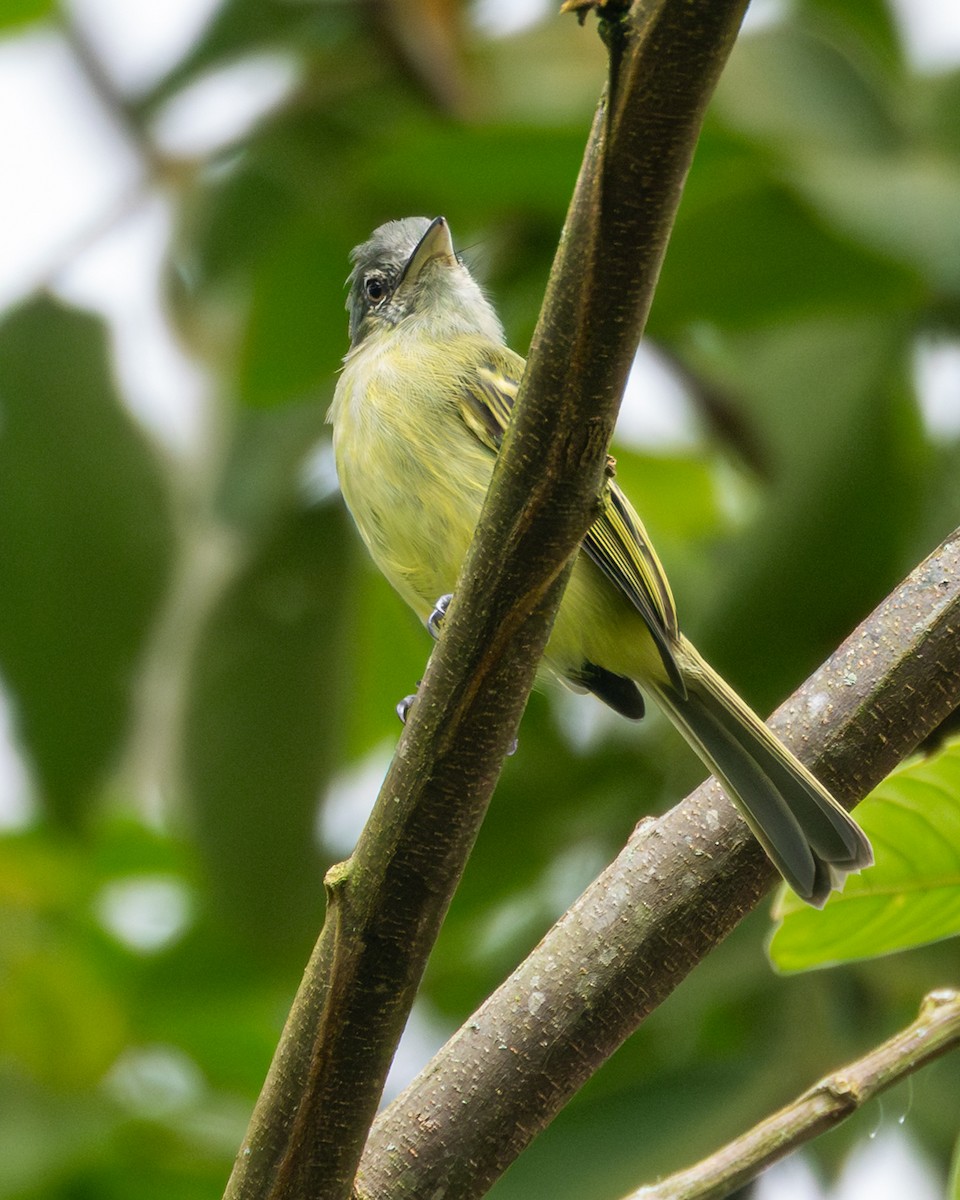 Olivscheitel-Breitschnabeltyrann - ML645775334