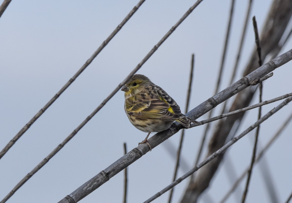 Girlitz - ML645775335