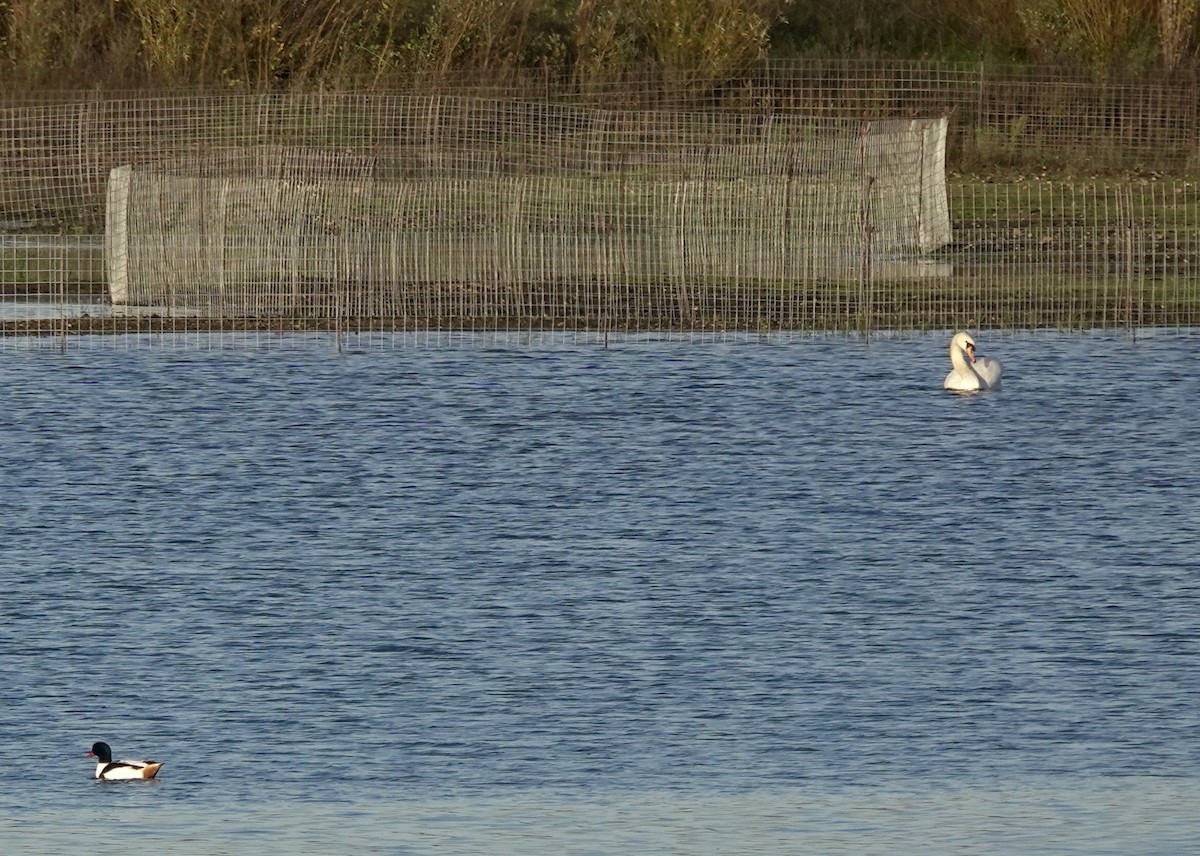 Brandgans - ML645775336