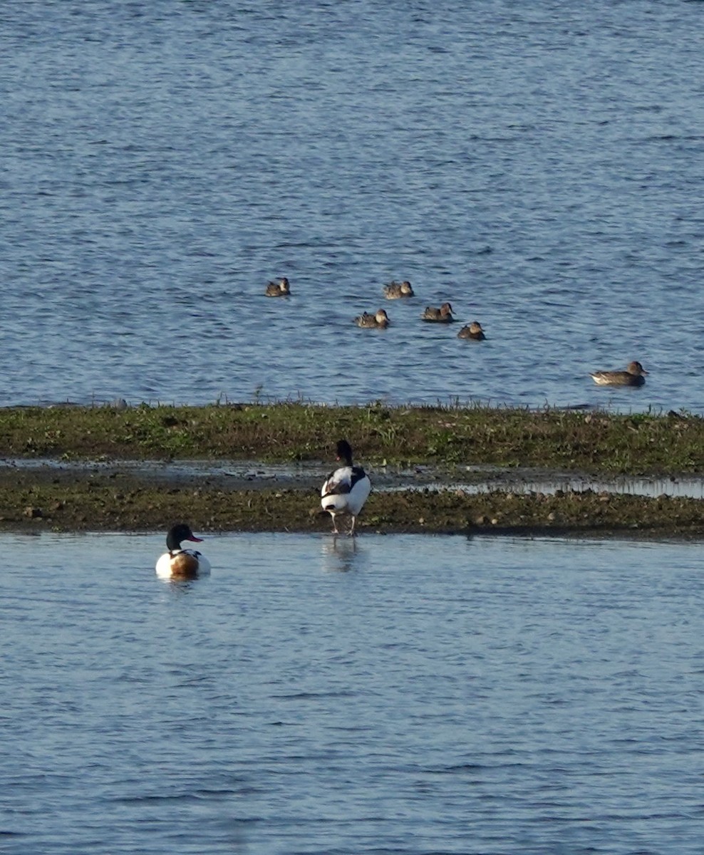 Brandgans - ML645775337