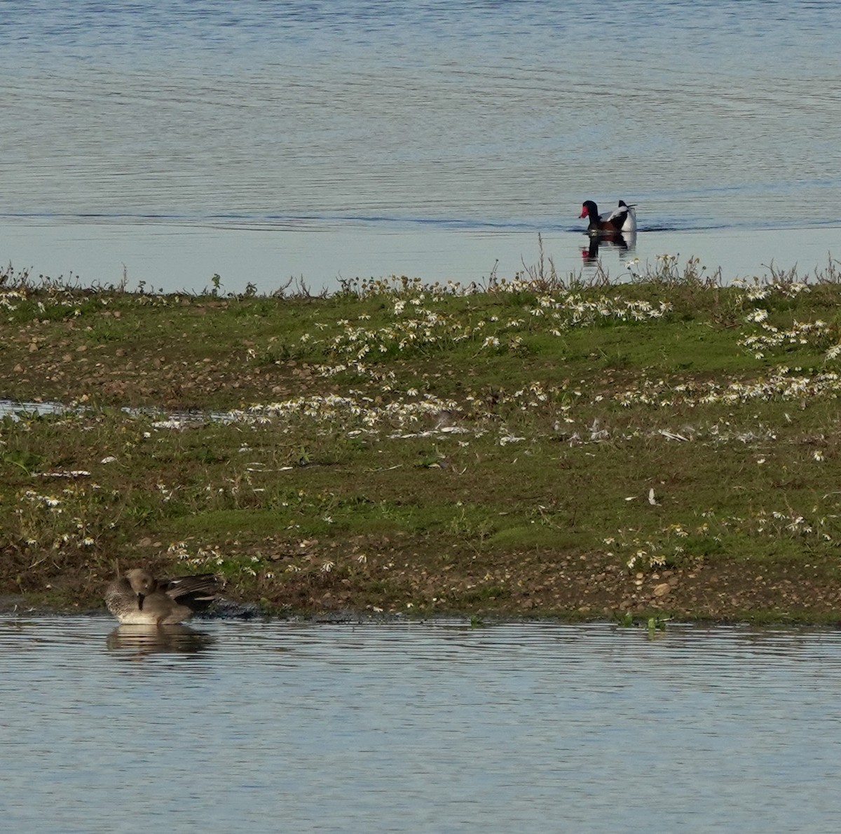 Brandgans - ML645775338