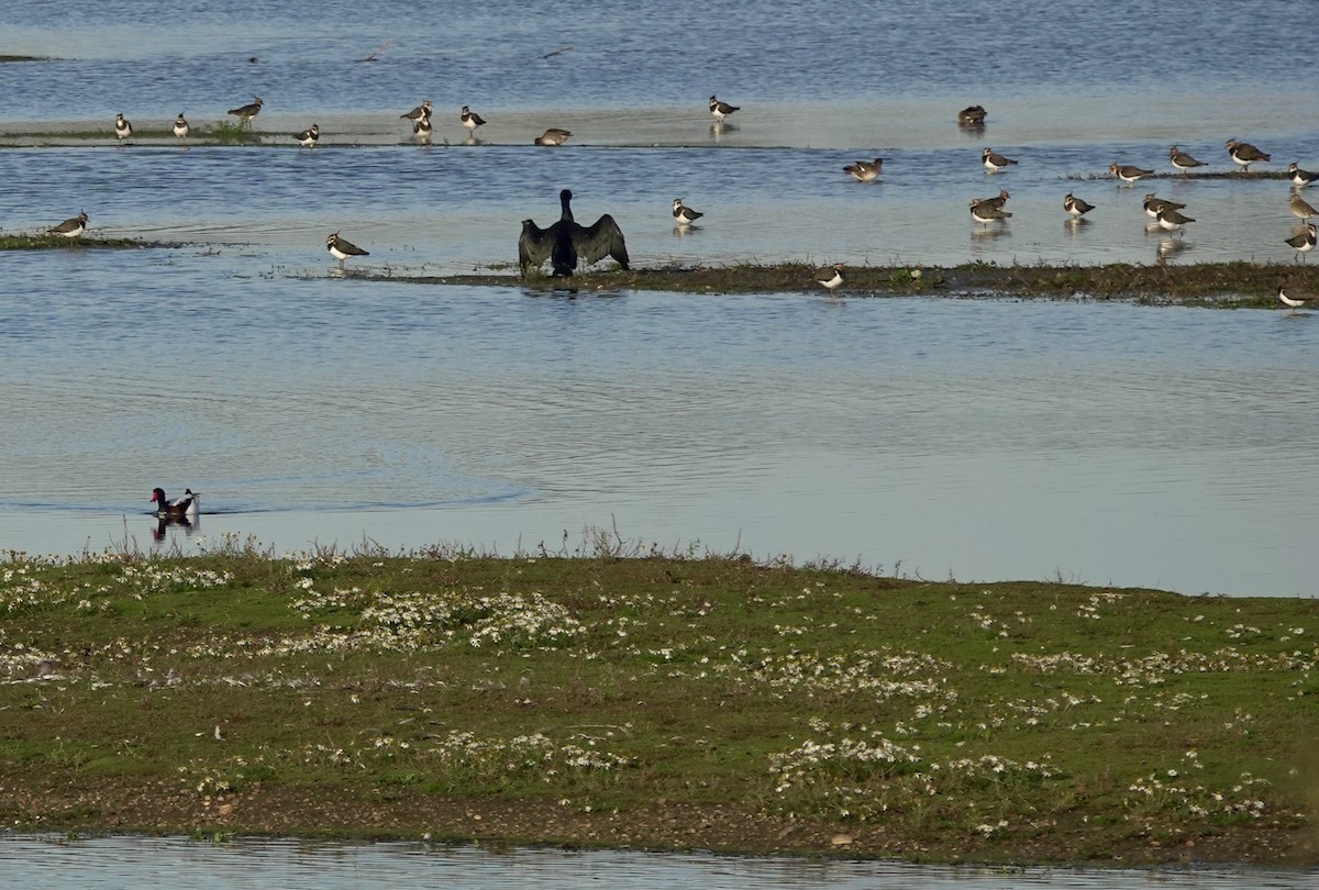 Brandgans - ML645775339