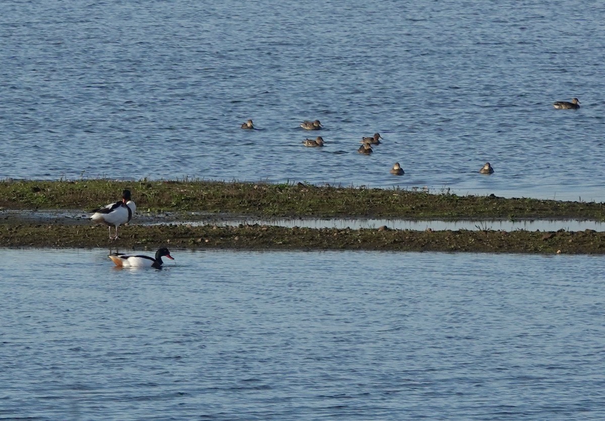 Brandgans - ML645775340