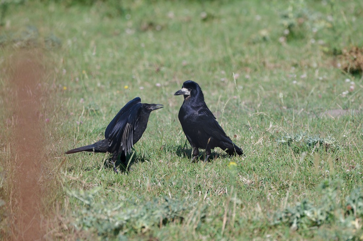 Saatkrähe - ML645775341