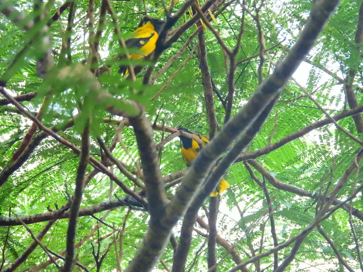 Bengalenpirol - ML645775343