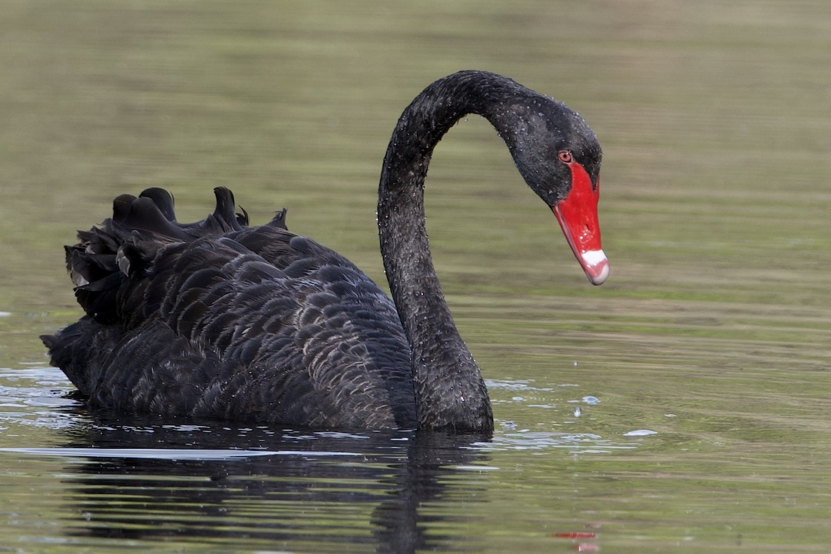 Schwarzschwan - ML645775344