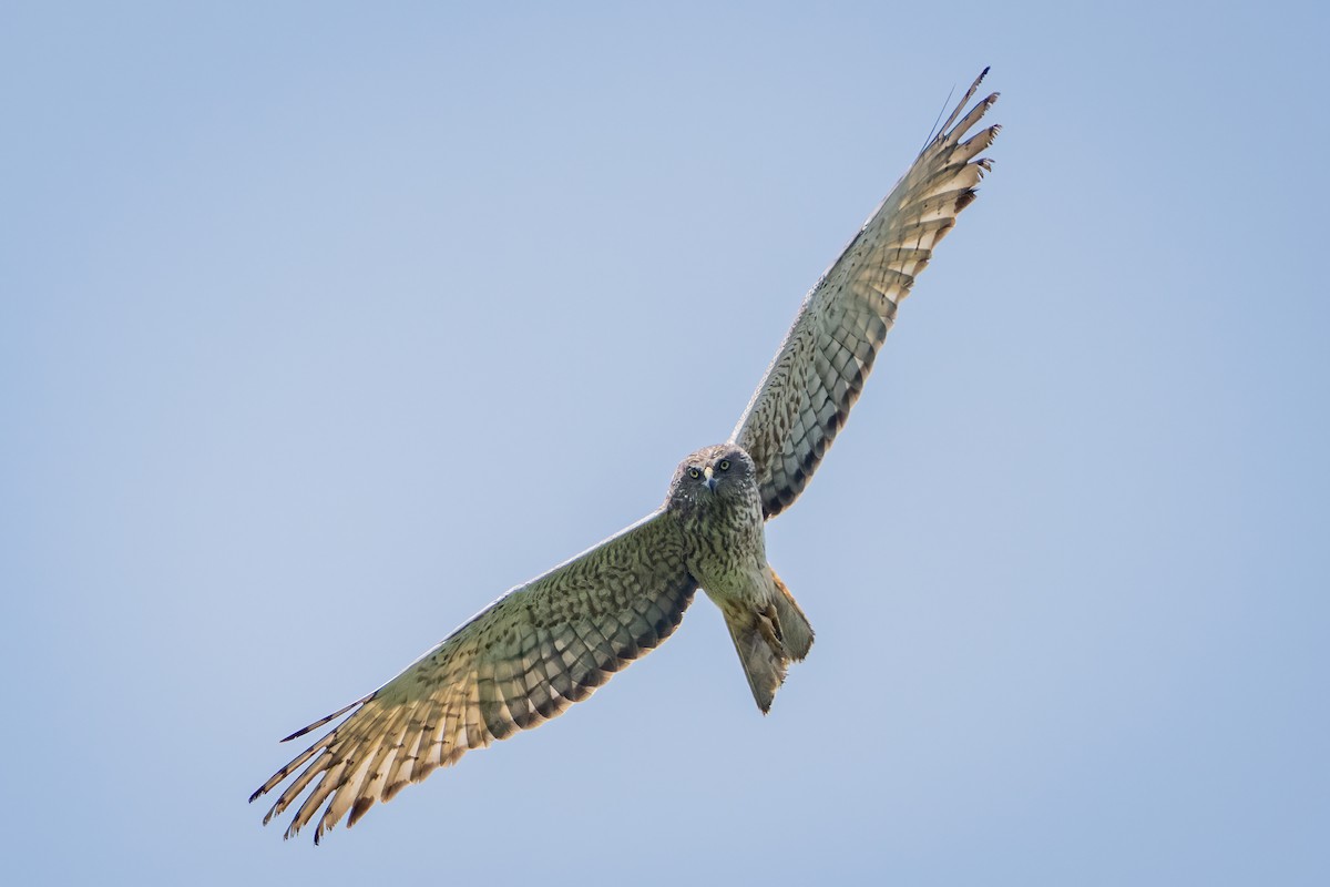 Swamp Harrier - ML645775351