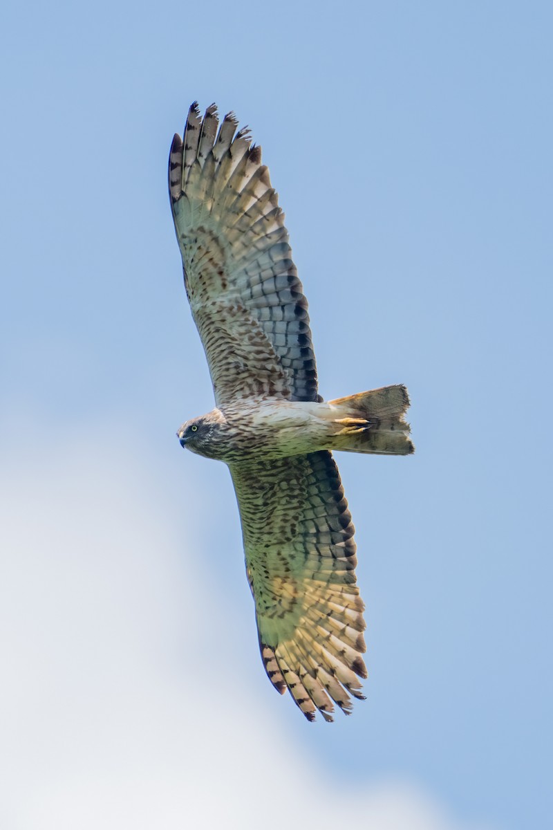 Swamp Harrier - ML645775352