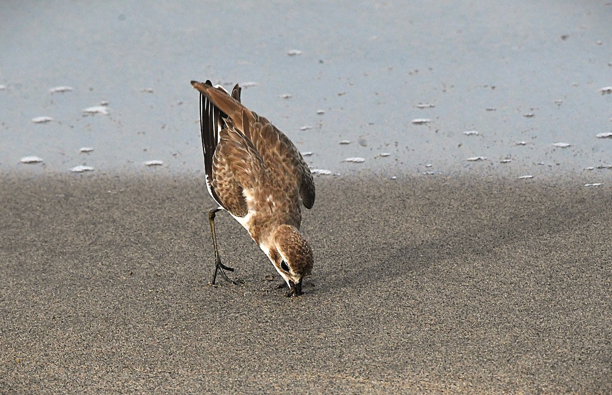 Tibetan Sand-Plover - ML645775361