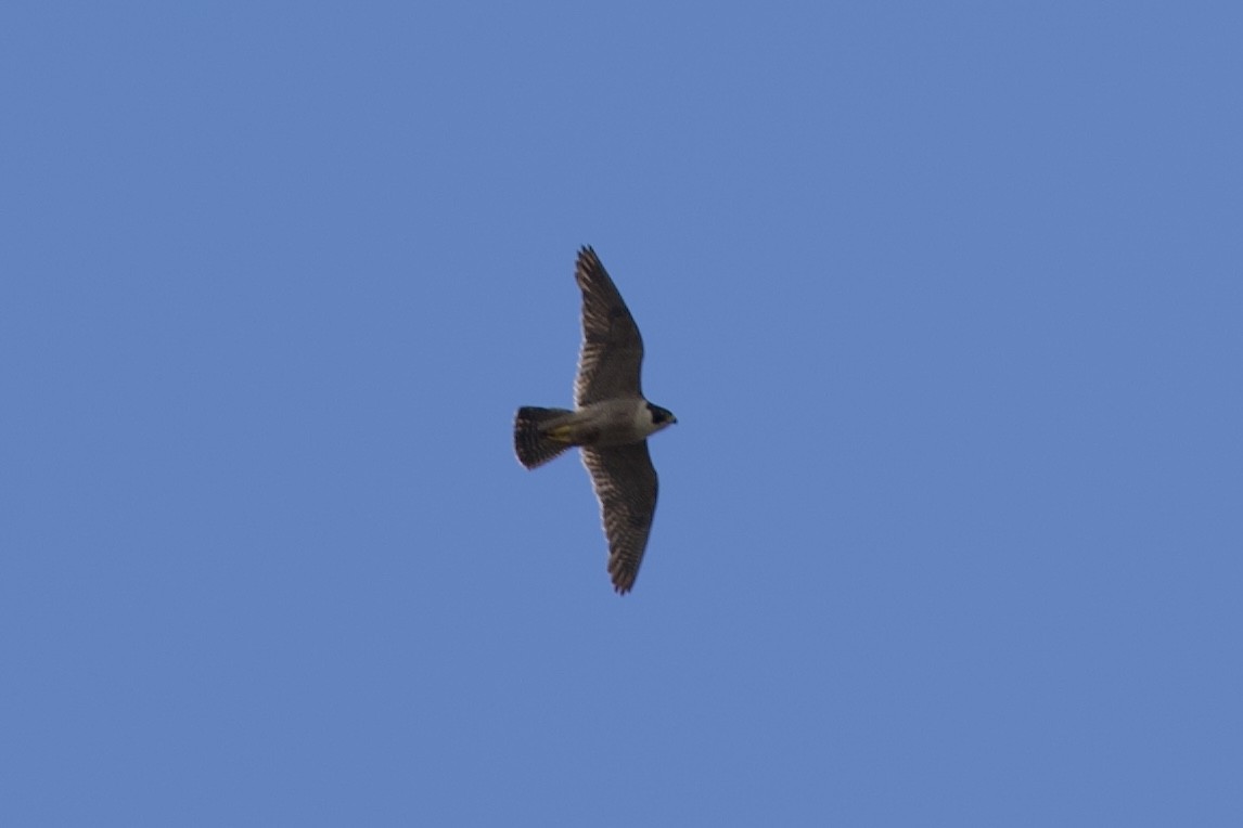 Peregrine Falcon - ML645775364