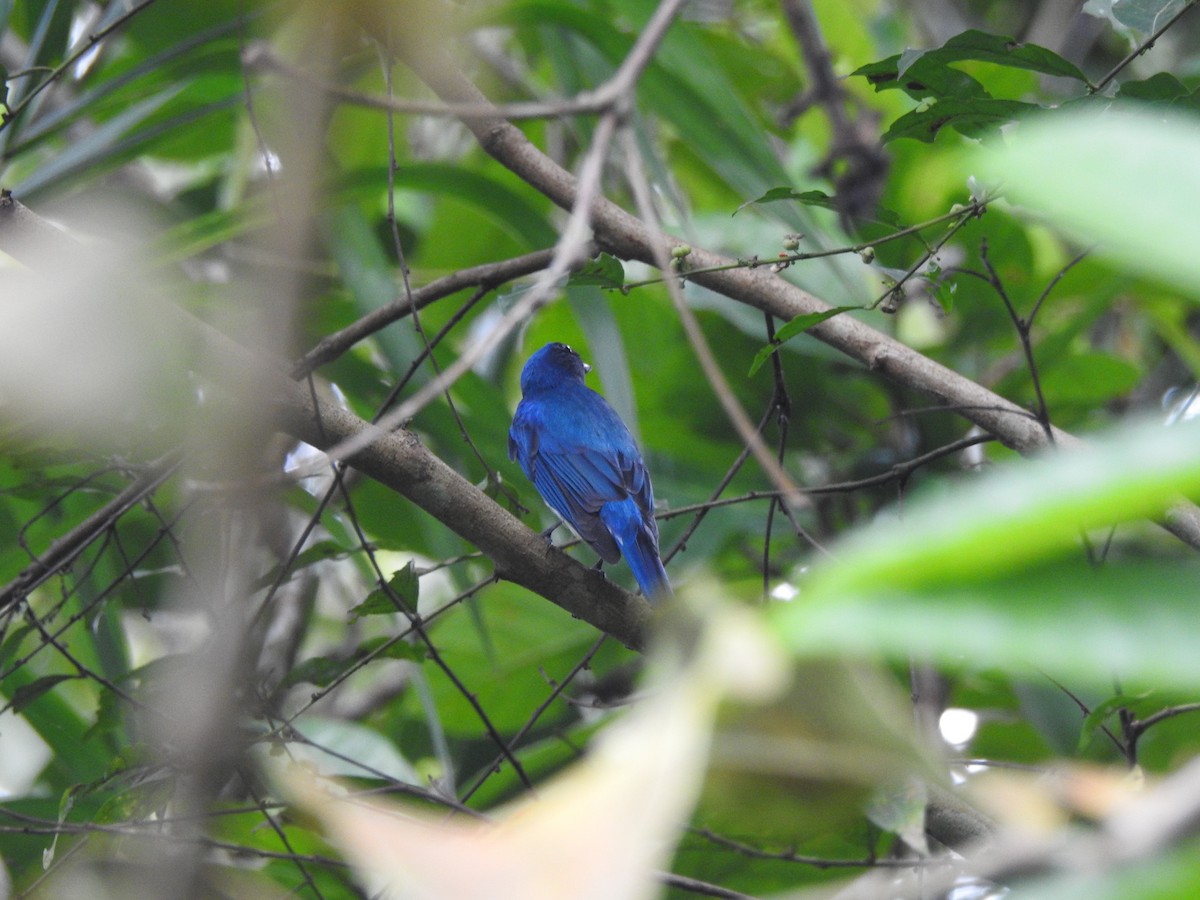 Blue-and-white Flycatcher - ML645775368