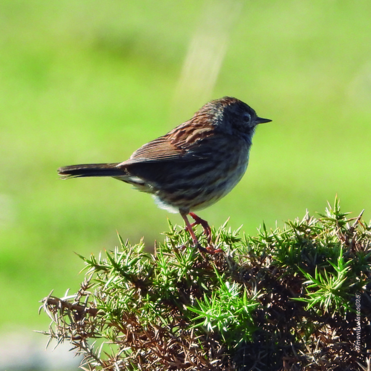 Accenteur mouchet - ML645775369