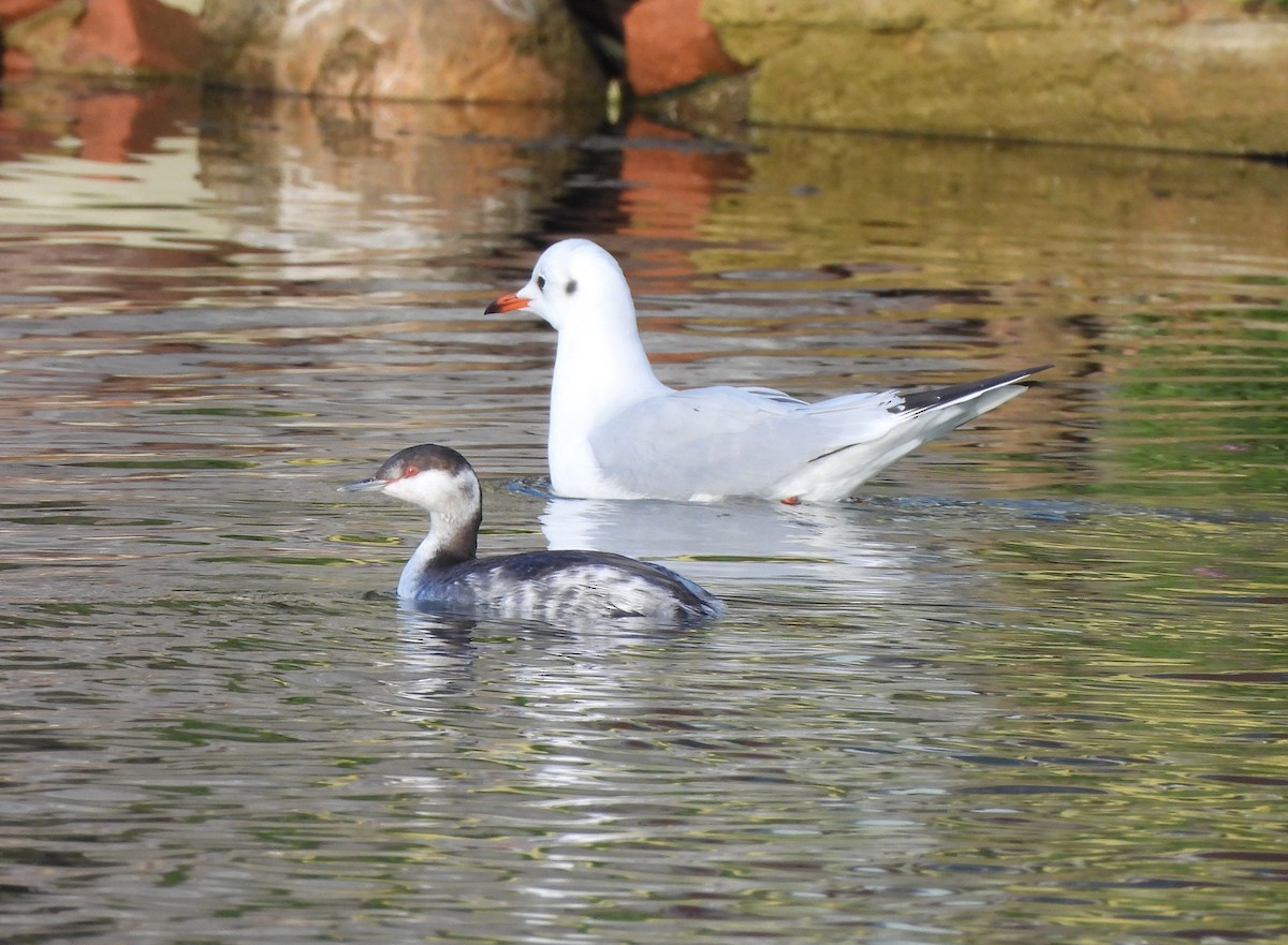 Horned Grebe - ML645775373