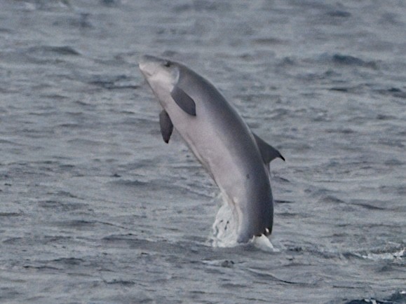 Dwarf Sperm Whale - ML645775383