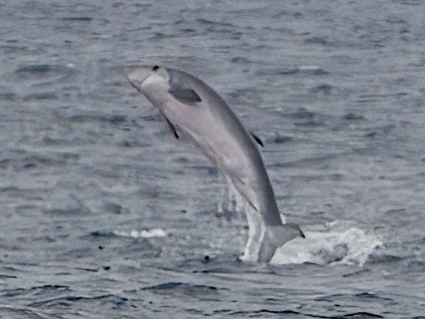 Dwarf Sperm Whale - ML645775384