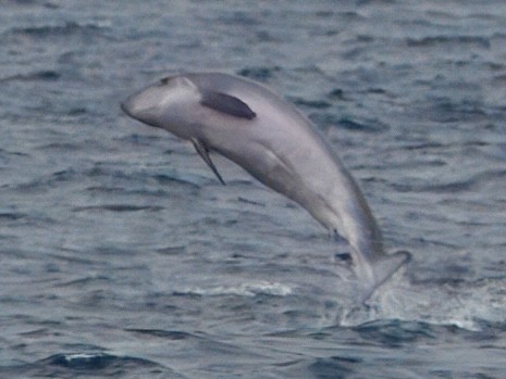 Dwarf Sperm Whale - ML645775385