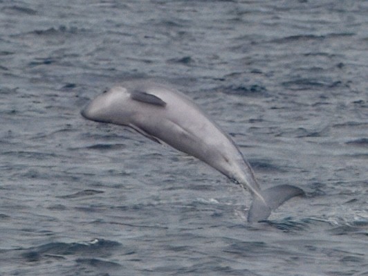 Dwarf Sperm Whale - ML645775386