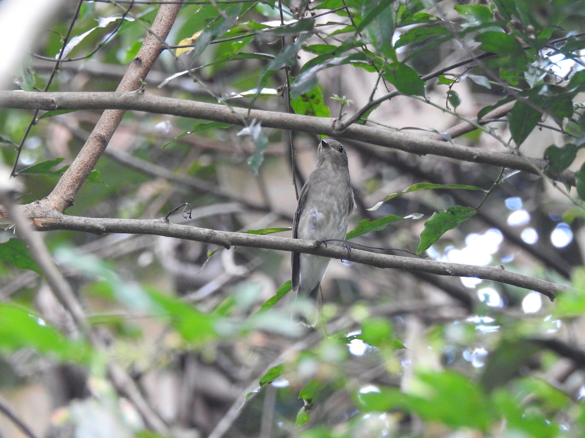 Blue-and-white Flycatcher - ML645775391