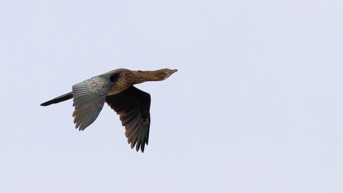 Pygmy Cormorant - ML645775396