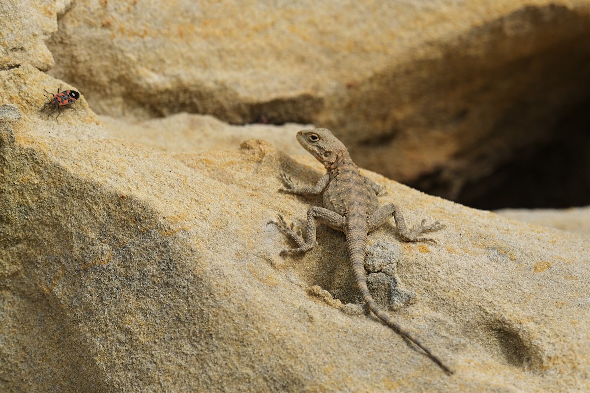 Animals - ML645775399