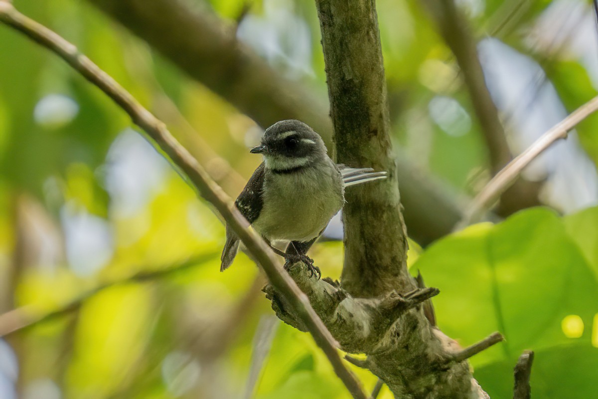 Gray Fantail - ML645775403